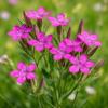 Dianthus armeria / Deptford Pink / British Wildflower / Seeds